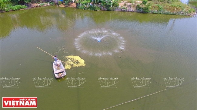 La famille de Bùi Ba Tam dans le bourg de Chuc Son (Chuong My) s’enrichit grâce à la pisciculture avec un revenu annuel de 200 à 300 millions de dong après impôts.