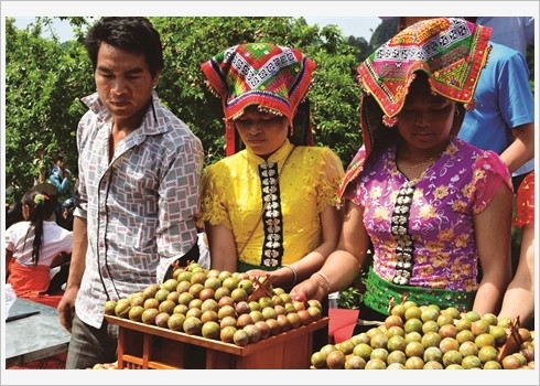 Les prunes de Môc Châu sont à l’honneur lors de la récente «Fête de cueillette des fruits». 