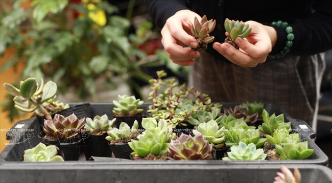 La plupart des plantes de terrarium sont des cactus de Dà Lat.