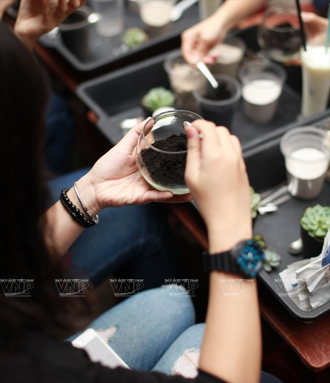Terre achetée dans une boutique de bonsaïs pour fournir des nutriments aux plantes dans les terrariums.