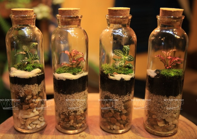 Exemples de terrarium