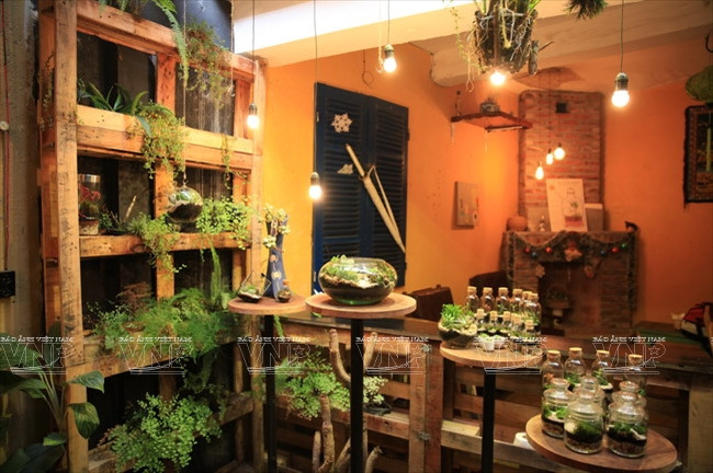 Le café Green Oasis est devenu un espace vert pour les jeunes qui aiment l'art du terrarium.