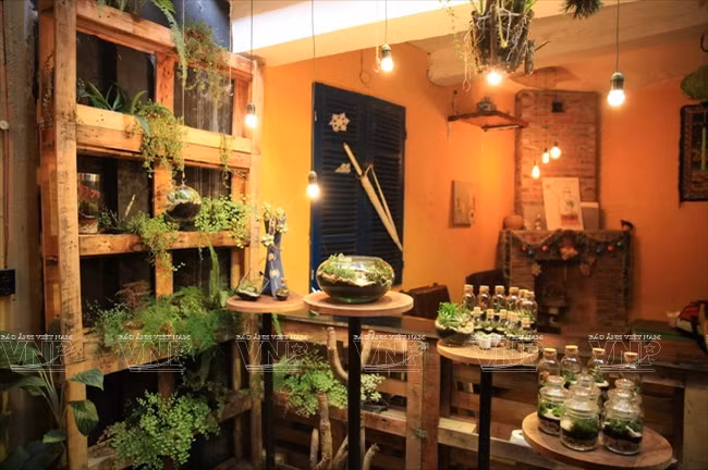 Le café Green Oasis est devenu un espace vert pour les jeunes qui aiment l'art du terrarium.