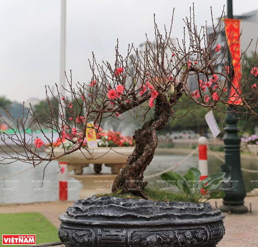 Un bonsaï pêcher du village de Nhât Tân. Photo : VNP 