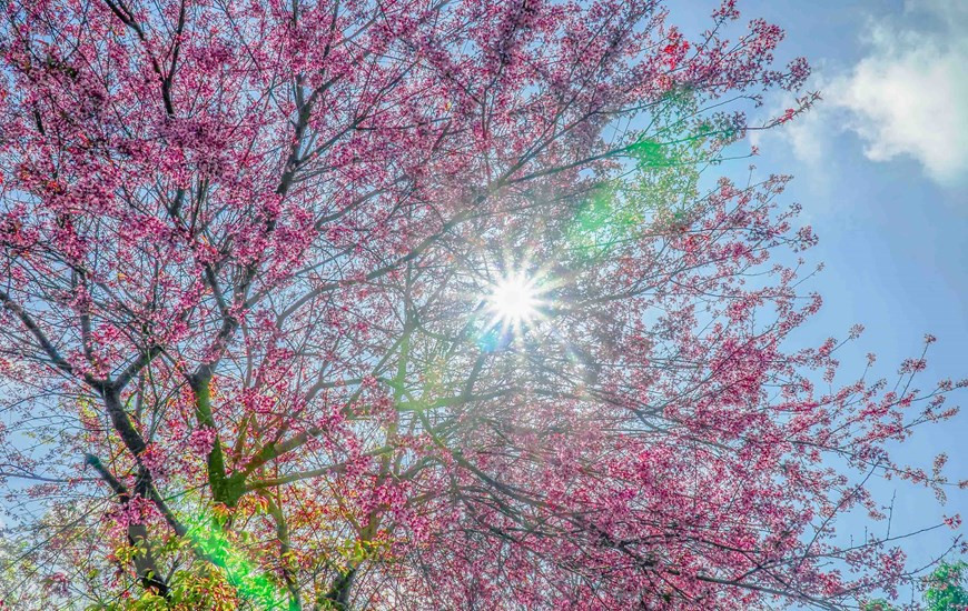 La teinte rosée peint le ciel de la région montagneuse du Nord-Ouest. Photo : VNA