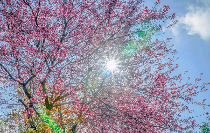 La teinte rosée peint le ciel de la région montagneuse du Nord-Ouest. Photo : VNA