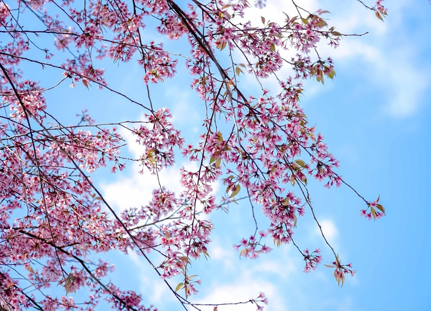 La fleur de pêcher forestier donne un aspect rose flamboyant à tout l'arbre. Photo : VNA