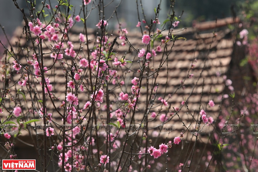 Les fleurs de pêchers annoncent l'arrivée du Têt. Photo : VNP