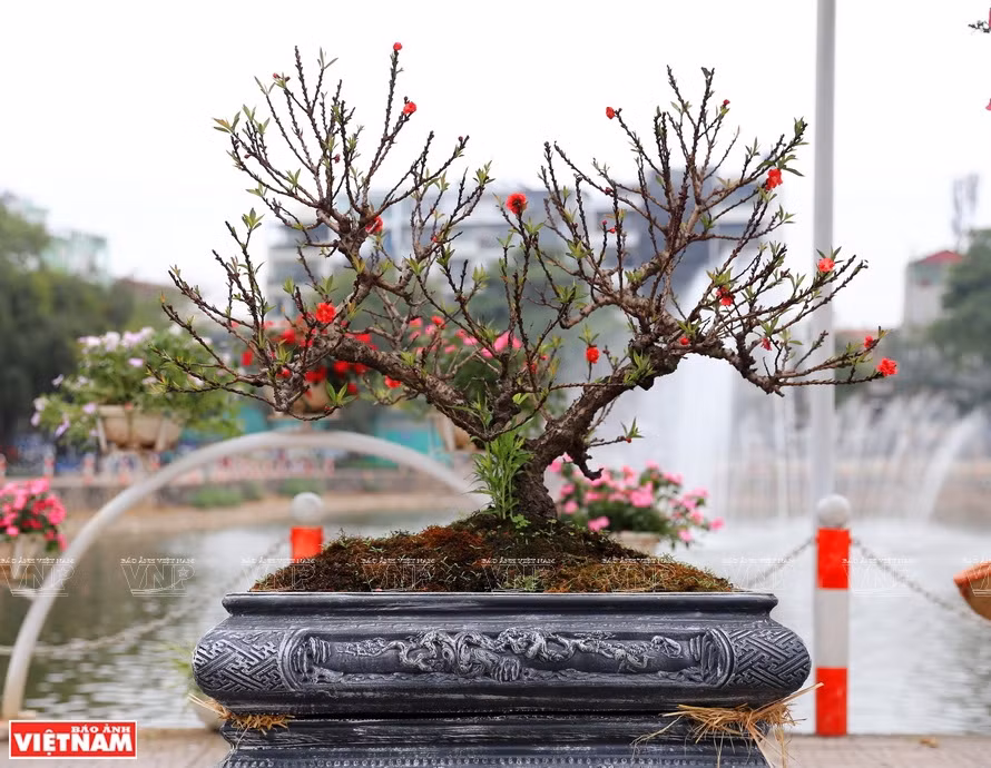 Les fleurs de pêcher du village de Nhât Tân, une spécialité célèbre indispensable pendant le Têt traditionnel de la capitale. Photo : VNP 