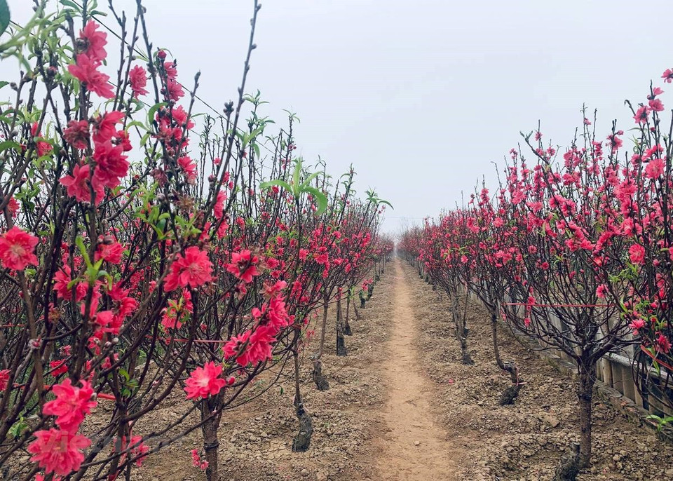 Les pêchers à rouge fleurissant au village de Phu Thuong sont très beaux cette année, ce qui crée une belle ambiance de Têt traditionnel. Photo : Vietnam+