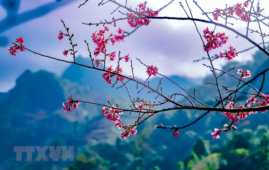 Les fleurs de « To Day » (variété des fleurs de pêcher forestier) sont une spécialité particulière des montagnes et des forêts de la région du Tây Bac (Nord-Ouest) en général et à Mù Cang Chai en particulier. Cette variété florale symbolise les montagnes et les forêts du Tây Bac lors de l’arrivée du printemps. Photo : VNA