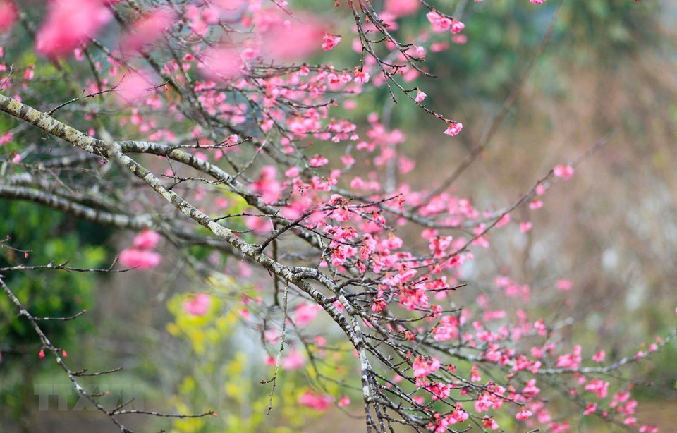 De magnifiques fleurs de pêcher. Photo : VNA