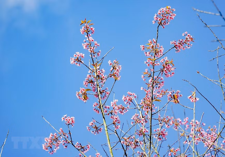 Ces jours-ci, dans les districts de Diên Biên Dông, Muong Cha, Tua Chua, province de Diên Biên, les forêts et les montagnes sont recouvertes de fleurs de fleurs To Day - pêchers forestiers. Photo : VNA