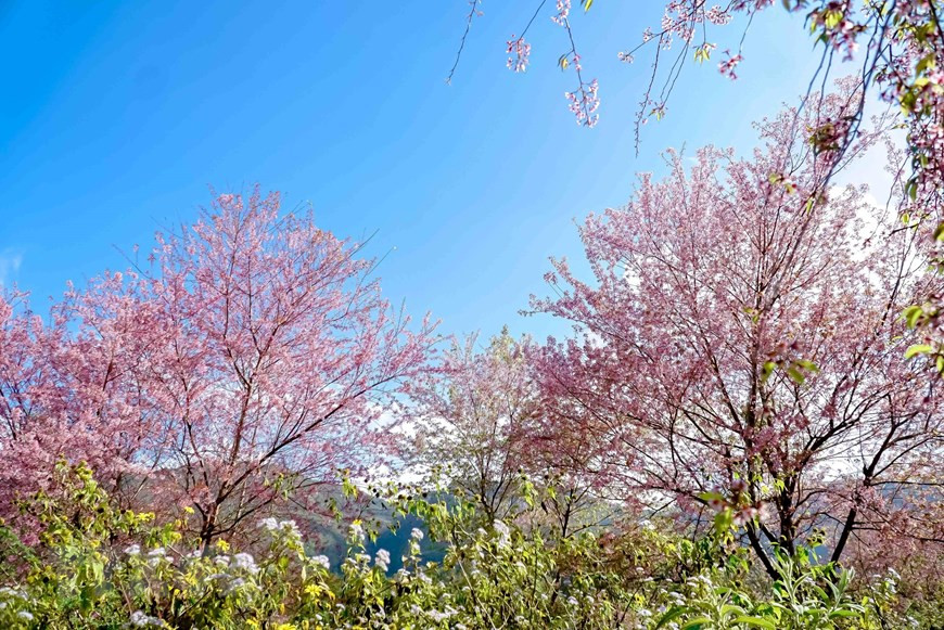 La fleur To Day fleurit souvent un mois avant les pêchers traditionnels. Photo : VNA