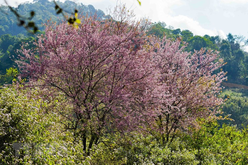 La commune de Muong Phang, ville de Diên Biên Phu, est immergée dans la couleur rose des fleurs To Day. Photo : VNA