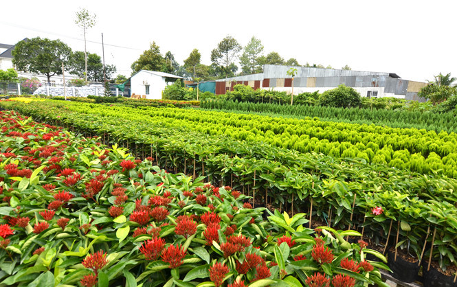 Selon les prévisions, Dông Thap accueillera environ un million de visiteurs venant au village floral de Sa Dec à l’occasion du Têt traditionnel du Chien 2018, soit une hausse de 700 000 personnes par rapport au Têt de l’année du Coq 2017.