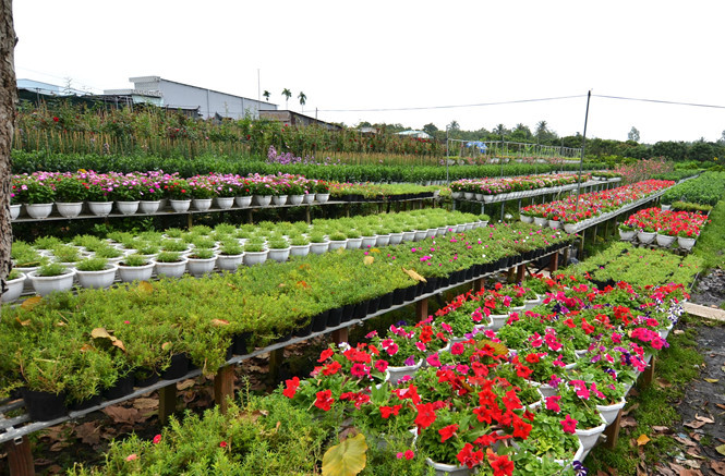 On trouve également à Sa Dec l’ambiance trépidante créée par les acheteurs, vendeurs et transporteurs de fleurs, notamment sur les jonques, les canots et les camions y affluant dans le but de transporter les cultures vers les provinces et villes avoisinantes comme Hô Chi Minh-Ville, Cân Tho, An Giang, ainsi que les villes et provinces du Nord et du Centre.