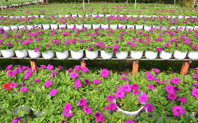 L’arrondissement de Tân Quy Dông compte 1.200 foyers vivant de la floriculture. Les plantes d’agrément sont cultivées toute l’année, pour le Têt, la décoration des parcs ou des routes, etc.