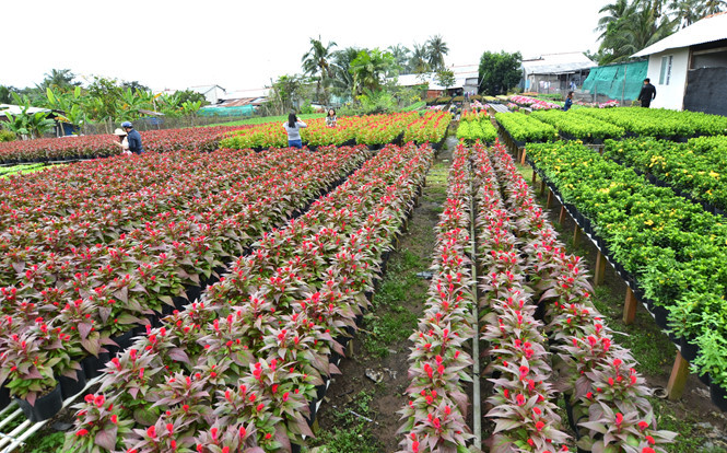 Selon les données du Service de la Culture, des Sports et du Tourisme de la province de Dông Thap, la zone a accueilli 3,33 millions de visiteurs en 2017, soit une hausse de 25,3% depuis l'année dernière, générant un chiffre d’affaire de 684 milliards de dôngs, soit une augmentation de plus de 40,2% comparé à l'année 2017.