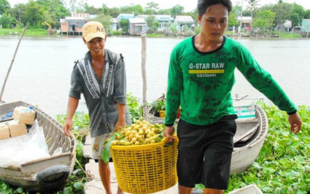 Les agriculteurs transportent leur « bòn bon » au marché. 
