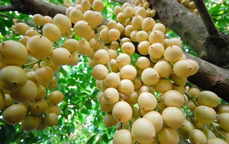 La haute saison du « bòn bon » est l’été, entre le troisième et le huitième mois du calendrier lunaire.