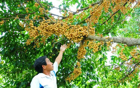 En moyenne, un jardin de cinq hectares peut donner 150 tonnes de fruits. ​A 12.000 - 15.000 đồng/kg, le jardinier peut ​gagner plus d’un milliard de dongs.