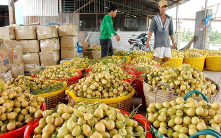 Beaucoup de commerçants viennent s'approvisionner au même jardin.