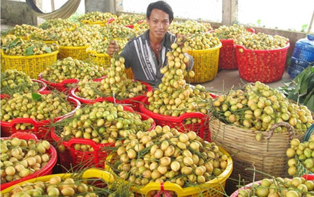 Beaucoup ont gagné des milliards de dongs grâce à la culture intensive du « bòn bon ».