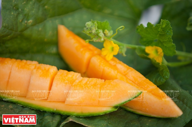 Le melon au goût délicieux est plébiscité par les consommateurs.