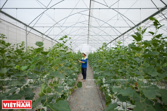 Il existe de nombreuses variétés de semences de melon high-tech comme Taki, Sakura, Kim Long, AB ... Les techniques d'application de ce modèle sont soutenues par le Centre pour la Recherche et le développement agricole high-tech de Hô Chi Minh-Ville.