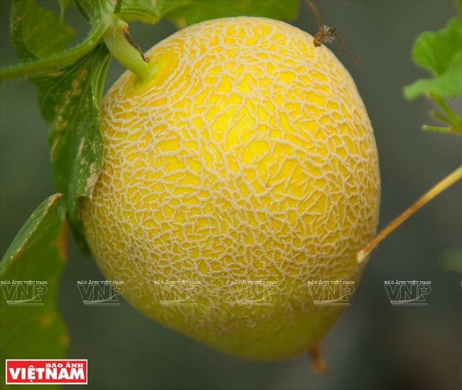 Avec 65 jours pour une récolte, on peut faire 5-6 récoltes par an. Chacune nécessite 70 millions de dôngs (eau, main-d’œuvre, etc). Les rendements atteignent 2,5-3 tonnes/1.000m². Le prix du melon au jardin est de 30.000-35.000 dôngs le kg.