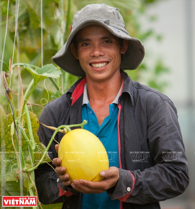  La culture high-tech du melon est un modèle économique efficace qui est multiplié dans la province de Tây Ninh.