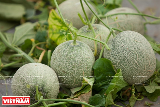 Les melons sont actuellement un produit recherché sur le marché .