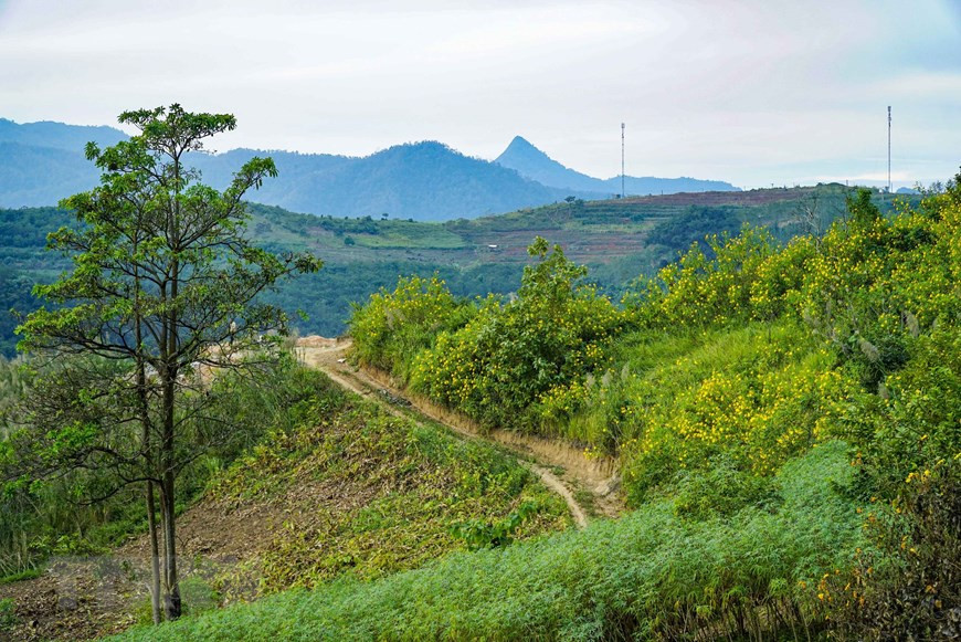 À la floraison, les flancs des montagnes se teintent de jaune vif, en contraste avec le vert des arbres. 