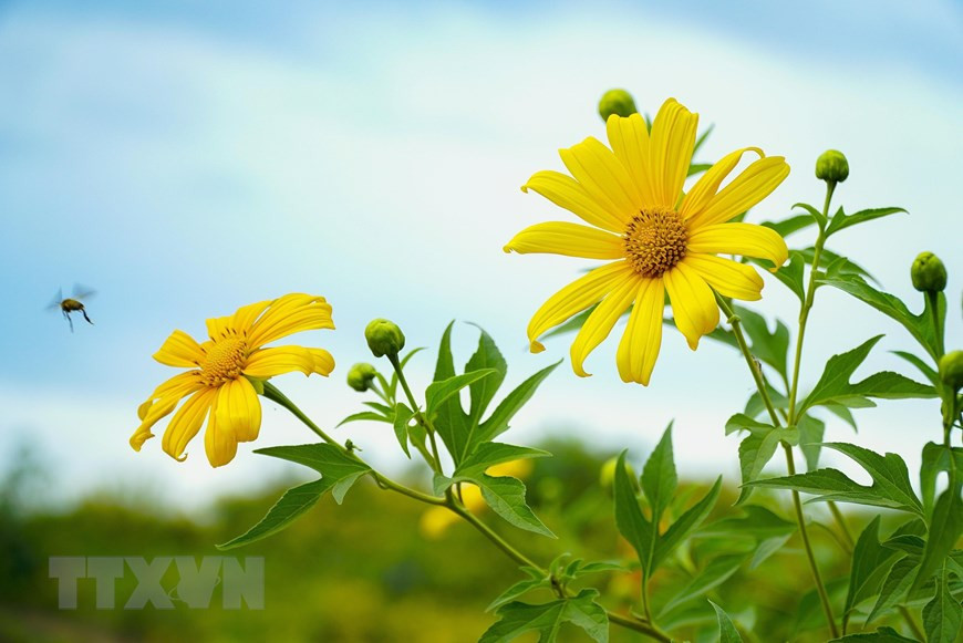 Les tournesols mexicains fleurissent intensément et sont les plus au petit matin.