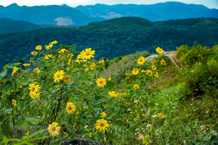 Les tournesols mexicains (Tithonia diversifolia) est une espèce végétale de la famille des Asteracées.