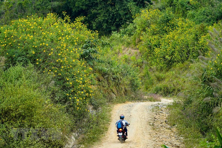 Les tournesols mexicains fleurissent d’octobre à novembre chaque année, à l’approche des jours froids de l’hiver dans le Nord.