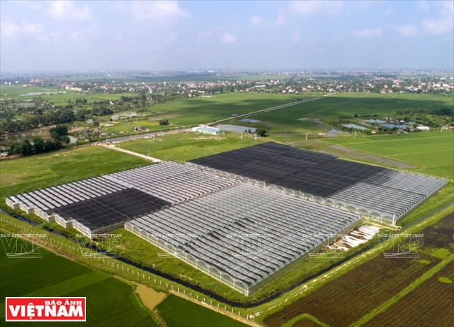La ferme de périlla du Groupe de Hô Guom fait 12 hectares, dans le district de Luong Tai, province de Bac Ninh.