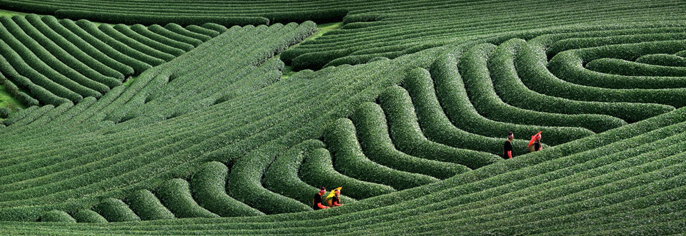Colline de thé à Lâm Dông.