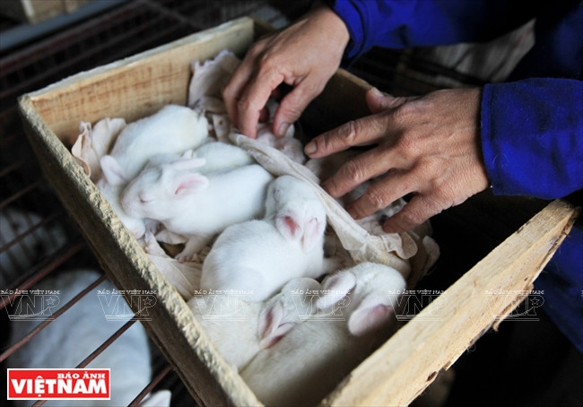 Les lapereaux sont élevés dans des ​boites construites par les éleveurs.