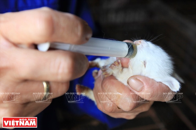 Des compléments nutritifs sont donnés aux lapereaux d’une semaine afin de les fortifier.