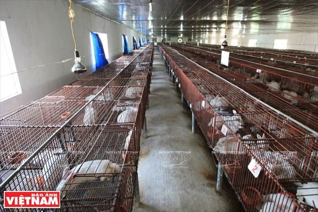 L’élevage du lapin néo-zélandais est nouveau au Vietnam.