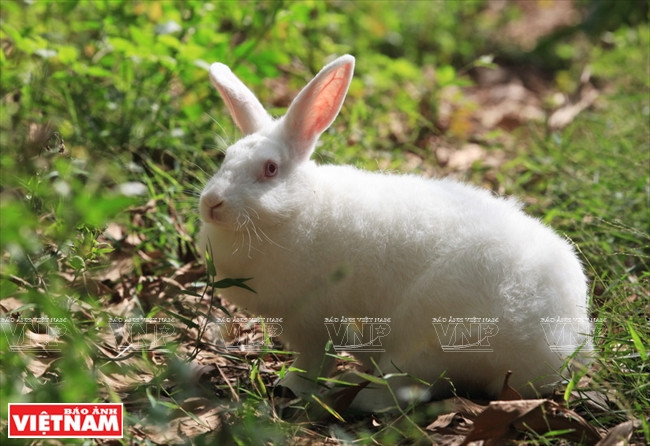 En comparaison d'un lapin vietnamien, le lapin néo-zélandais a un taux de reproduction plus élevé.