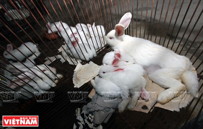 Un clapier dans la ferme de Phùng Van Toan.