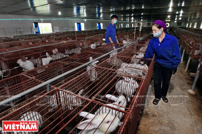 Chaque année, sa ferme, d’environ 20 hectares dans la commune Cô Dông (cité municipale Son Tây, Hanoï), qui compte 10.000 lapins, lui rapporte des milliards de dongs de revenus.