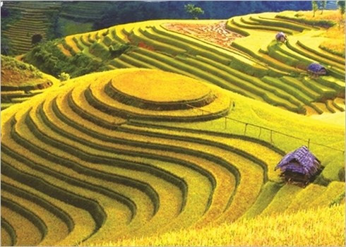 Les rizières en terrasses qui descendent des flancs des montagnes environnantes en formant un étonnant patchwork de couleurs sont l’une des attractions majeures de Sa Pa.