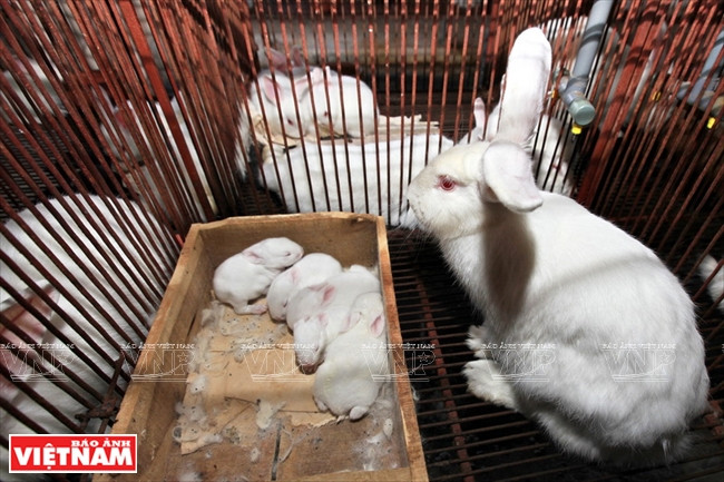 Le poids moyen d’un lapin néo-zélandais est de 3 kg à 4,5 kg.