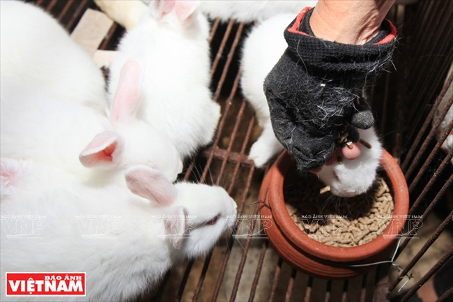 Alimentation des lapins.