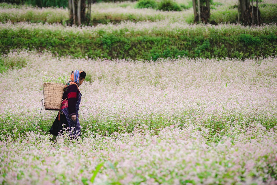  En 2019, la province de Ha Giang a accueilli plus de 1,4 million de touristes dont plus de 225.000 étrangers. Elle a été élue l’une des dix destinations les plus attrayantes du Vietnam et des 20 destinations à découvrir par le site hostelworld.com. Elle se concentre sur le développement de l’écotourisme lié à la préservation et à l’exploitation des valeurs culturelles des ethnies locales, sur la préservation de la valeur archéologique et du paysage du parc géologique du plateau calcaire de Dong Van - géoparc mondial de l’UNESCO. Elle cherche aussi à améliorer la qualité de ses produits touristiques spécifiques et des services des villages culturels et touristiques. 