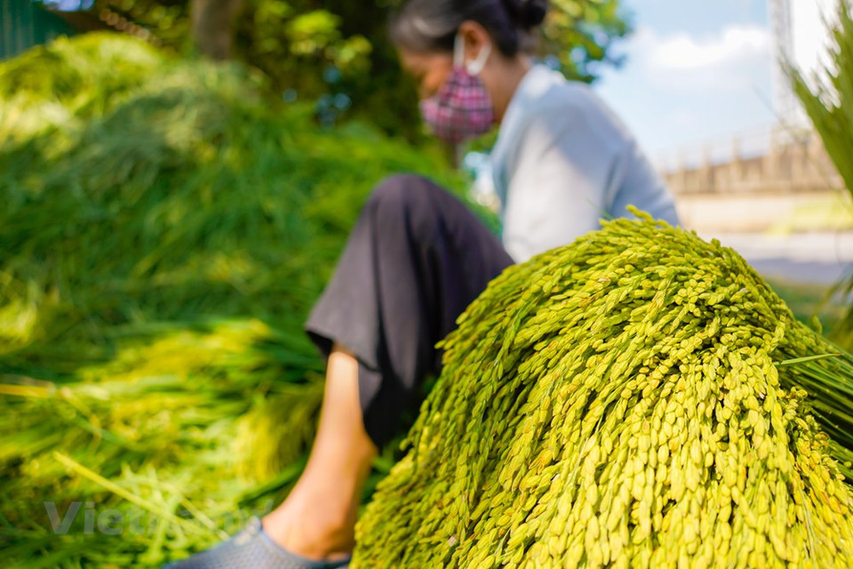 Le côm, un encas prisé par les Hanoïens à chaque arrivée de l’automne, est constitué de jeunes grains de riz gluant. Vendu dans tous les coins de rues de la capitale, il peut être consommé directement ou être transformé en divers plats populaires. En ce mois de septembre, l’automne est palpable partout à Hanoï : les couleurs se font plus pâles, les feuilles de certaines essences d’arbres prennent des tournures jaune ocre, l’odeur des fleurs d’alstonia envahit les rues et le vent roux (vent frais et sec venu du nord-ouest) vient lécher délicatement le visage, faisant frémir cette végétation luxuriante. Photo: VietnamPlus